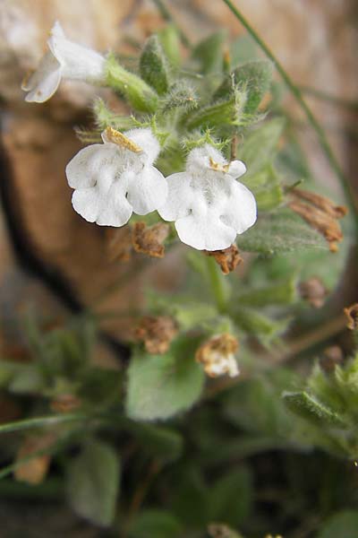 Clinopodium alpinum \ Alpen-Steinquendel, Alpen-Bergminze / Alpine Calamint, E Picos de Europa, Fuente De 14.8.2012