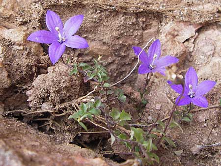 Campanula arvatica subsp. arvatica \ Oviedo-Glockenblume / Oviedo Bellflower, E Picos de Europa, Fuente De 14.8.2012