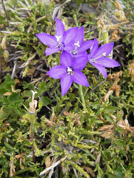 Campanula arvatica subsp. arvatica \ Oviedo-Glockenblume / Oviedo Bellflower, E Picos de Europa, Fuente De 14.8.2012