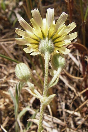 Andryala integrifolia \ Ganzblttrige Andryale / Common Andryala, E Picos de Europa, Potes 15.8.2012