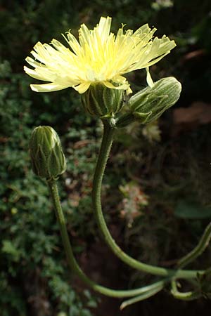 Crepis albida \ Weilicher Pippau / Whitish Hawk's-Beard, E Pyrenäen/Pyrenees, Prat de Cadi 6.8.2018