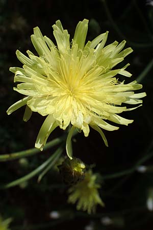 Crepis albida \ Weilicher Pippau, E Pyrenäen, Prat de Cadi 6.8.2018