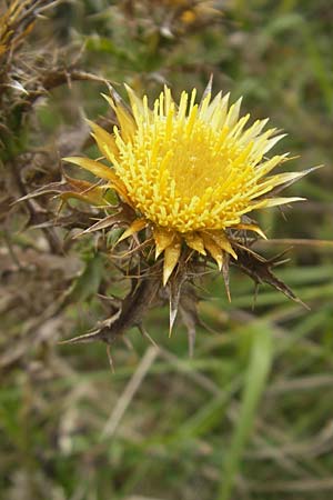 Carlina corymbosa \ Doldige Golddistel, E Zumaia 16.8.2011