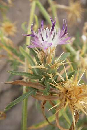 Centaurea calcitrapa \ Stern-Flockenblume, Fuangel-Flockenblume / Purple Star Thistle, E Sangüesa 18.8.2011