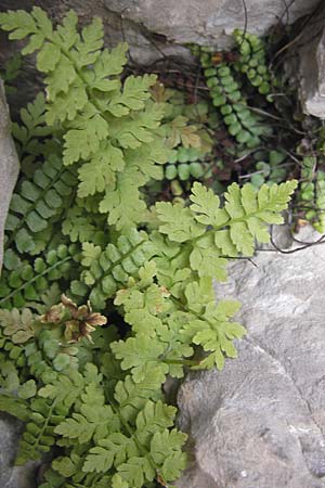 Cystopteris fragilis \ Zerbrechlicher Blasenfarn, E Picos de Europa, Fuente De 14.8.2012