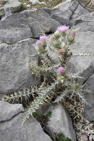 Carduus carlinoides \ Pyrenen-Distel, E Picos de Europa, Fuente De 14.8.2012