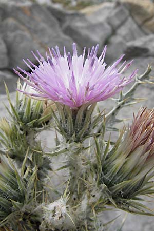 Carduus carlinoides \ Pyrenen-Distel, E Picos de Europa, Fuente De 14.8.2012