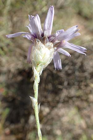 Catananche caerulea \ Blaue Rasselblume / Blue Cupidone, E Pyrenäen/Pyrenees, Estana 7.8.2018