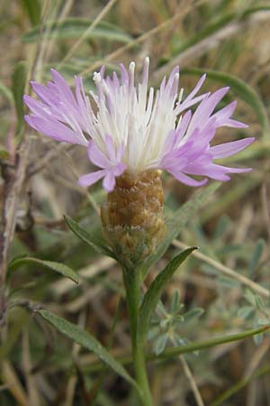 Centaurea jacea \ Wiesen-Flockenblume / Brown Knapweed, E Sangüesa 18.8.2011