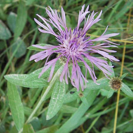 Centaurea nigrescens / Black-Rayed Knapweed, E Asturia, Cangas de Onis 8.8.2012