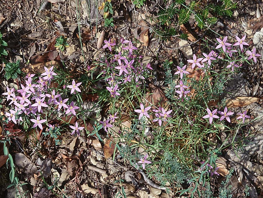 Centaurium tenuiflorum \ Vielbltiges Tausendgldenkraut / Slender Centaury, E Sierra de Cardo 1.7.1998