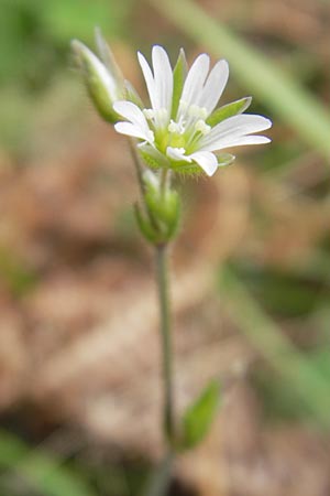 Cerastium holosteoides \ Gewhnliches Hornkraut, E Zarautz 18.8.2011