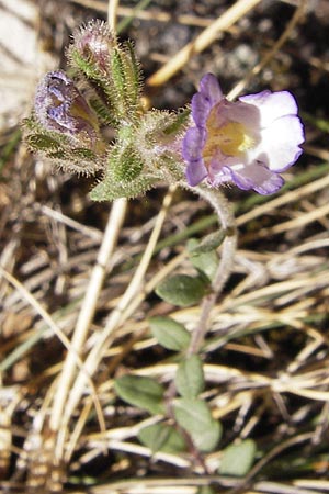 Chaenorhinum origanifolium subsp. origanifolium \ Piemonteser Leinkraut / Dwarf Snapdragon, Malling Toadflax, E Picos de Europa, Cain 9.8.2012