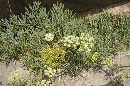 Crithmum maritimum \ Meer-Fenchel / Rock Samphire, E Zumaia 16.8.2011