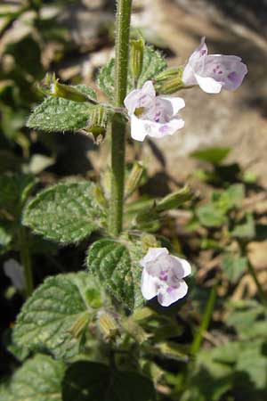 Clinopodium nepeta \ Kleinbltige Bergminze / Lesser Calamint, E Lekeitio 6.8.2012