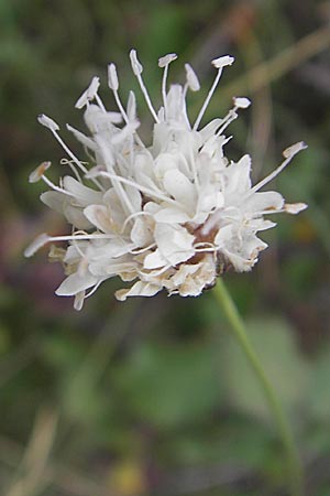 Cephalaria leucantha \ Weier Schuppenkopf / Yellow Scabiosa, E Sangüesa 18.8.2011