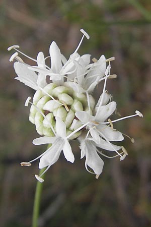 Cephalaria leucantha \ Weier Schuppenkopf, E Sangüesa 18.8.2011