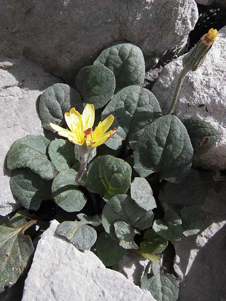 Crepis pygmaea \ Zwerg-Pippau, E Picos de Europa, Fuente De 14.8.2012