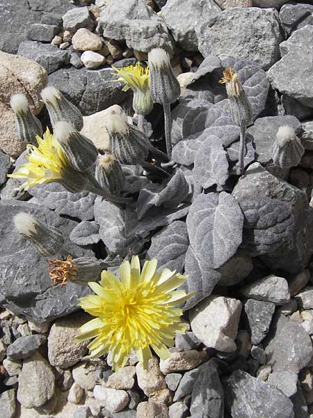 Crepis pygmaea \ Zwerg-Pippau / Pygmy Hawk's-Beard, E Picos de Europa, Fuente De 14.8.2012