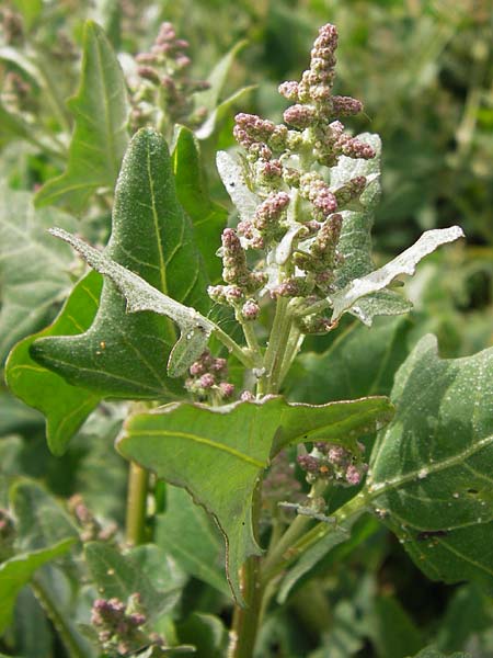 Chenopodium quinoa \ Reismelde, Inka-Reis / Quinoa, E Asturien/Asturia Ribadesella 10.8.2012