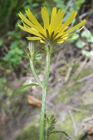 Picris hieracioides subsp. umbellata / Umbellate Ox-Tongue, E San Sebastian 15.8.2011