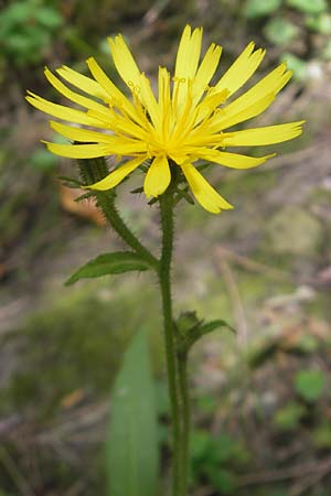 Picris hieracioides subsp. umbellata \ Doldiges Bitterkraut / Umbellate Ox-Tongue, E San Sebastian 15.8.2011