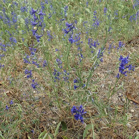 Delphinium consolida subsp. consolida \ Feld-Rittersporn, E Pyrenäen, Prat de Cadi 6.8.2018