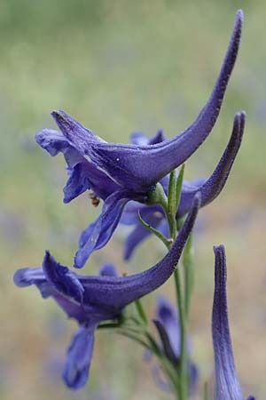 Delphinium consolida subsp. consolida \ Feld-Rittersporn / Forking Larkspur, E Pyrenäen/Pyrenees, Prat de Cadi 6.8.2018