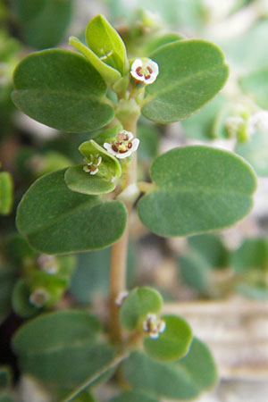 Chamaesyce serpens \ Geschlngelte Wolfsmilch / Matted Sandmat, Creeping Spurge, E Sangüesa 18.8.2011