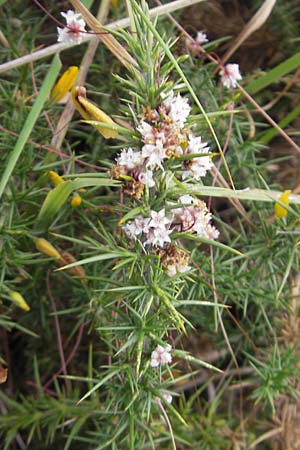 Cuscuta epithymum \ Quendel-Seide, E Zarautz 18.8.2011