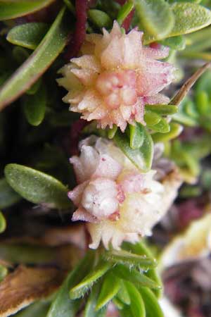 Cuscuta epithymum \ Quendel-Seide / Dodder, E Picos de Europa, Fuente De 14.8.2012