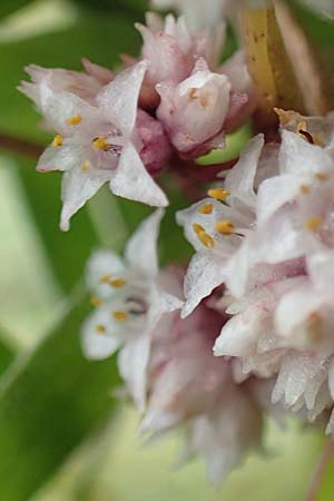 Cuscuta epithymum \ Quendel-Seide, E Pyrenäen, Prat de Cadi 6.8.2018