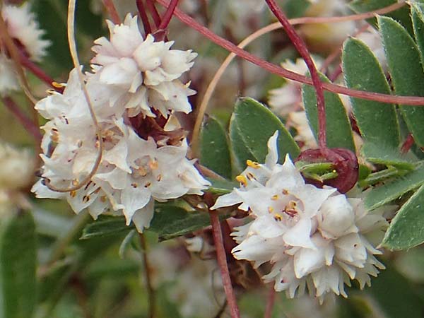 Cuscuta epithymum \ Quendel-Seide / Dodder, E Pyrenäen/Pyrenees, Prat de Cadi 6.8.2018