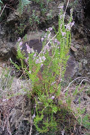 Calluna vulgaris / Heather, E Bermeo 17.8.2011