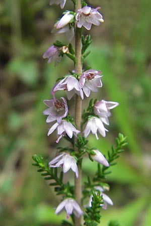 Calluna vulgaris \ Heidekraut, Besen-Heide, E Bermeo 17.8.2011