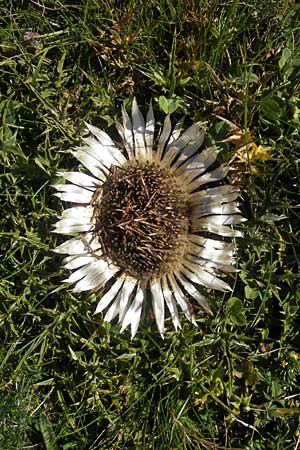 Carlina acaulis \ Silberdistel, Eberwurz / Stemless Carline Thistle, E Pyrenäen/Pyrenees, Hecho - Tal / Valley 19.8.2011