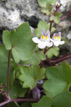 Cymbalaria muralis \ Gemeines Zimbelkraut, Mauer-Zimbelkraut / Ivy-Leaved Toadflax, Kenilworth Toadflax, E Asturien/Asturia Llanes 12.8.2012