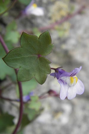 Cymbalaria muralis \ Gemeines Zimbelkraut, Mauer-Zimbelkraut, E Asturien Llanes 12.8.2012