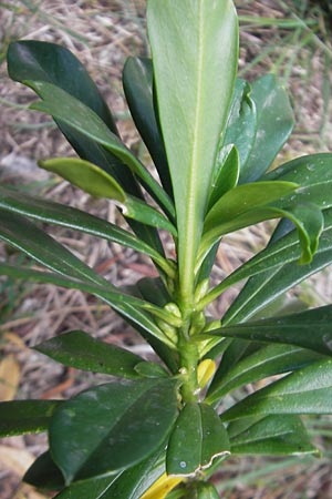 Daphne laureola \ Lorbeer-Seidelbast, E Pyrenäen, Ordesa 23.8.2011