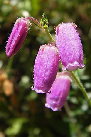 Daboecia cantabrica / Irish Heath, E Picos de Europa, Potes 16.8.2012