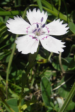 Dianthus deltoides \ Heide-Nelke / Maiden Pink, E Pyrenäen/Pyrenees, Hecho - Tal / Valley 19.8.2011