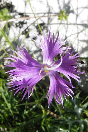 Dianthus monspessulanus \ Montpellier-Nelke, E Picos de Europa, Covadonga 7.8.2012