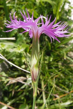 Dianthus monspessulanus \ Montpellier-Nelke / White Cluster, E Picos de Europa, Covadonga 7.8.2012