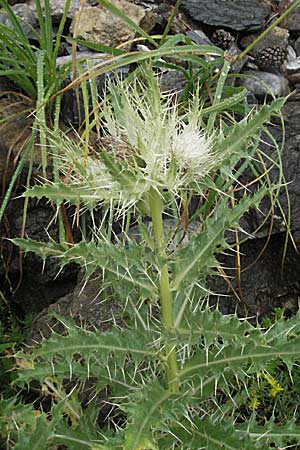 Cirsium spinosissimum \ Stachelige Kratzdistel / Spiniest Thistle, E Pyrenäen/Pyrenees, Benasque 17.8.2006