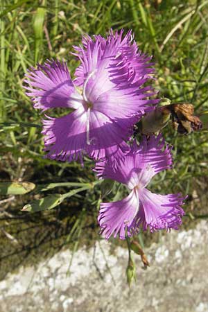 Dianthus monspessulanus \ Montpellier-Nelke, E Zumaia 16.8.2011