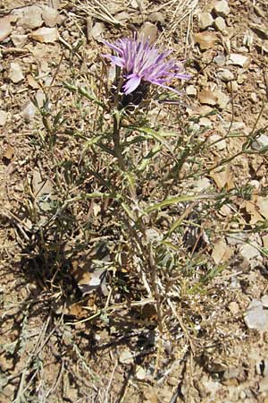 Atractylis humilis \ Niedriges Spindelkraut / Purple Prickly Cnicus, E Usun 20.8.2011