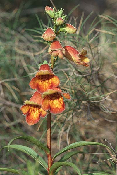 Digitalis obscura \ Spanischer Fingerhut, E Prov.  Alicante, Xabia 28.3.2001