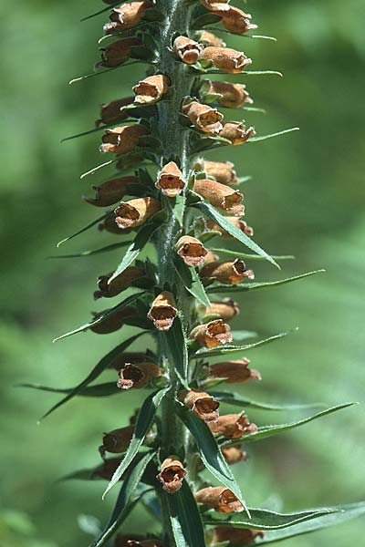 Digitalis parviflora \ Kleinbltiger Fingerhut, E Prov. Burgos,  Incinillas 26.6.2001