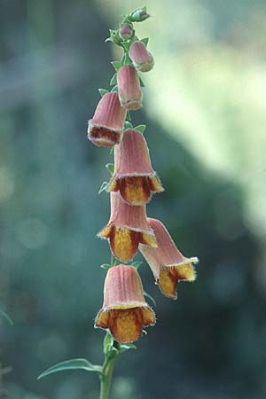 Digitalis obscura \ Spanischer Fingerhut, E Prov. Teruel, La Iglesuela del Cid 19.6.2003