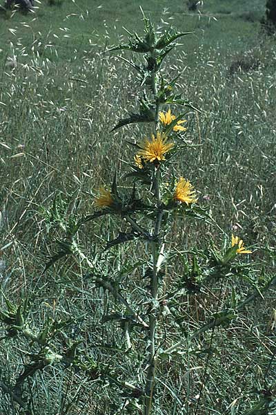 Scolymus maculatus \ Gefleckte Golddistel, E Katalonien L'Escala 25.6.1985